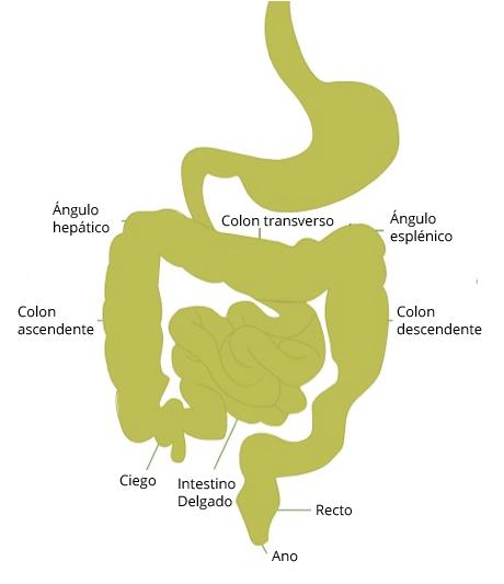 El sistema digestivo