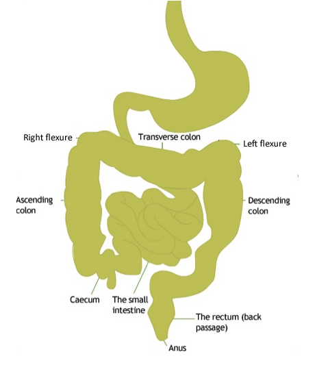 The digestive system