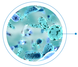 Essential gut microbiome