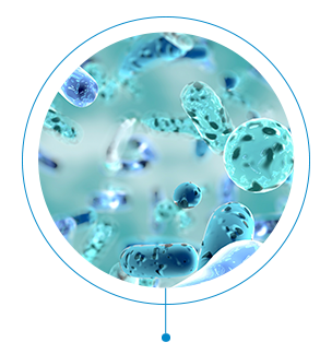Bacteria_new